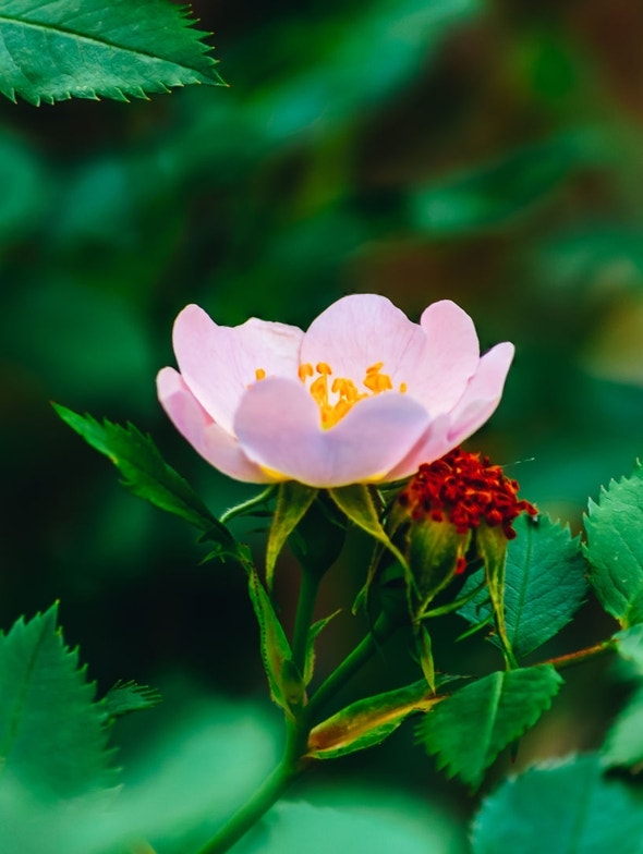 Rosa canina: la pianta officinale ricca di vitamina C