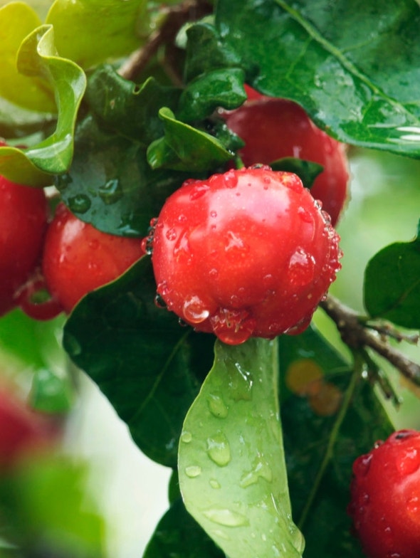 Acerola: fonte naturale di Vitamina C