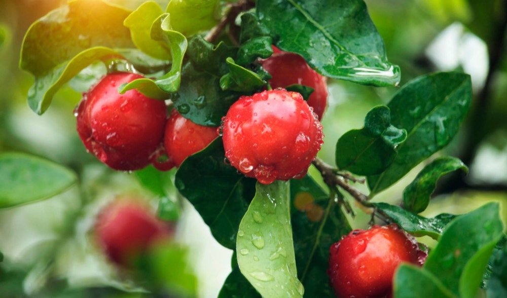 Acerola: natural source of Vitamin C