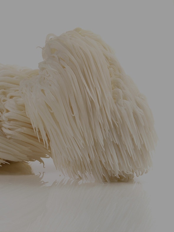 Hericium erinaceus, il fungo dei monaci