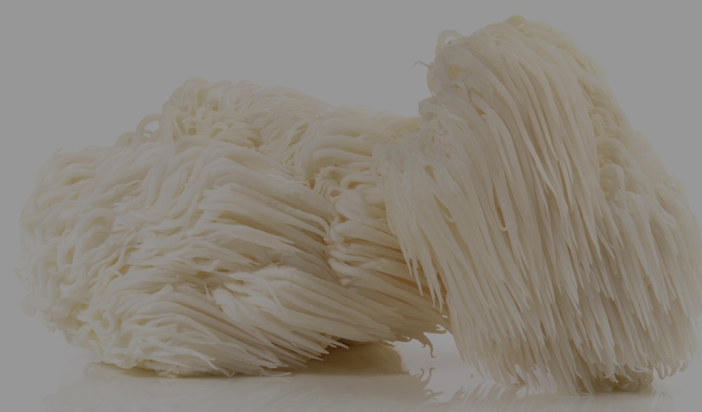 Hericium erinaceus, the fungus of monks
