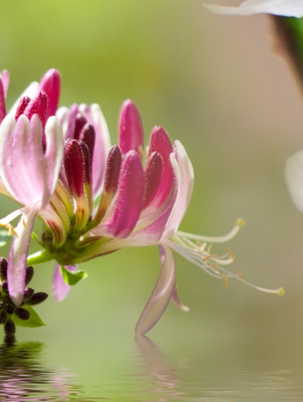 Fiori di Bach: elenco e loro proprietà