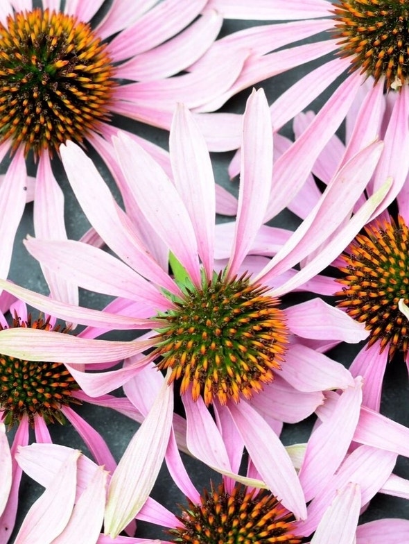 Echinacea | Proprietà, benefici, effetti e controindicazioni