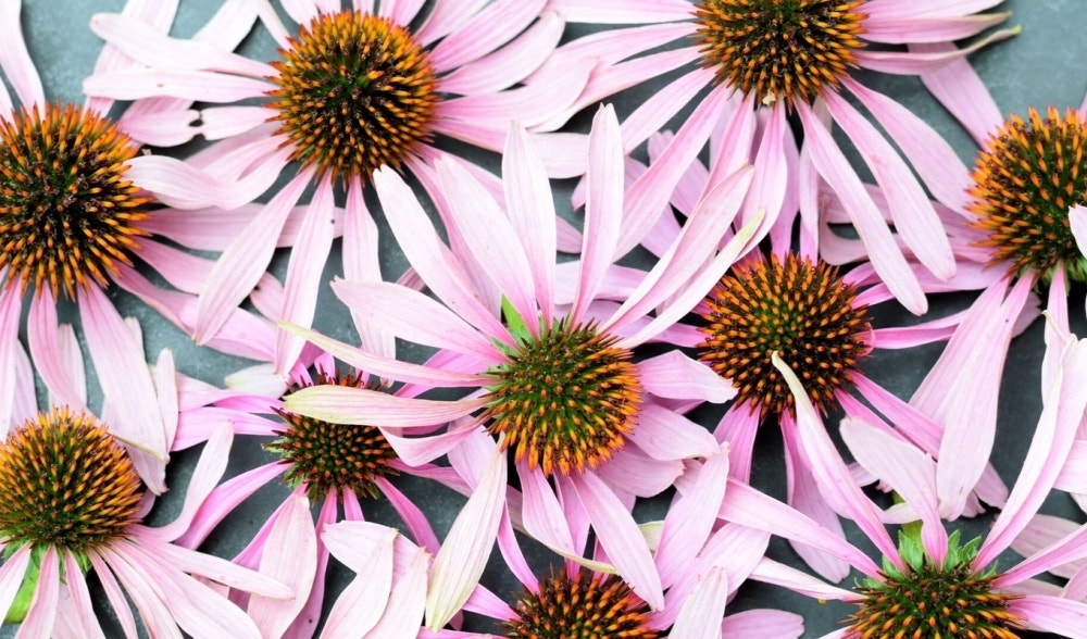 Echinacea | Proprietà, benefici, effetti e controindicazioni