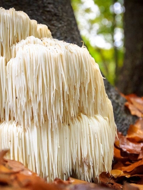 Hericium Erinaceus | Proprietà e benefici del fungo medicinale