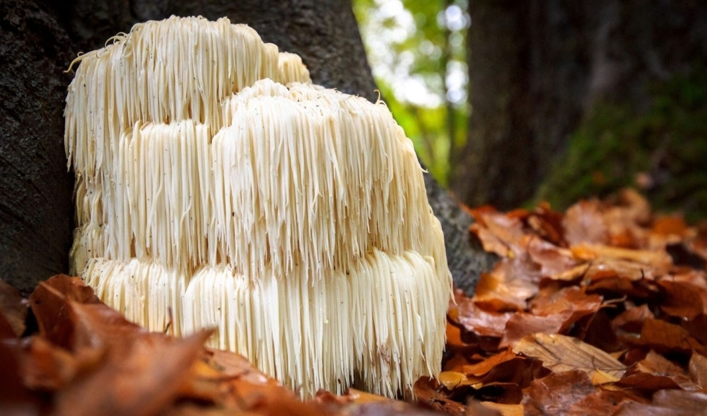 Hericium Erinaceus | Properties and benefits of the medicinal mushroom