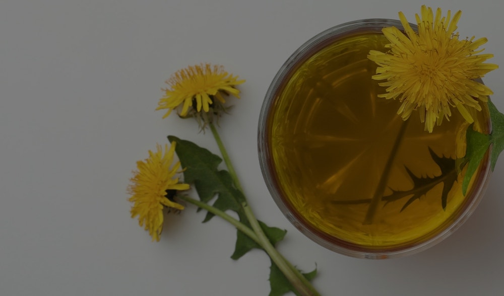 Dandelion: benefits, active ingredients, and contraindications of dandelion