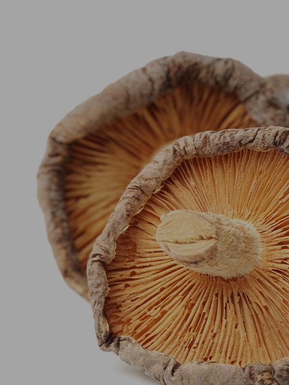 Fungo Shiitake: proprietà benefiche e storia