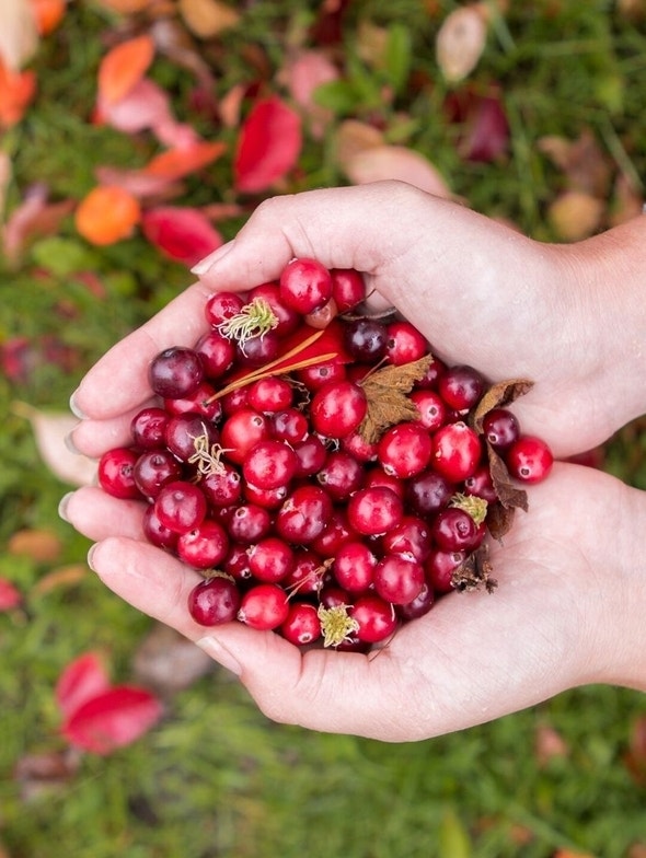 Cranberry | Proprietà e benefici degli integratori di mirtillo rosso