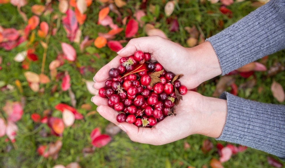 Cranberry | Proprietà e benefici degli integratori di mirtillo rosso