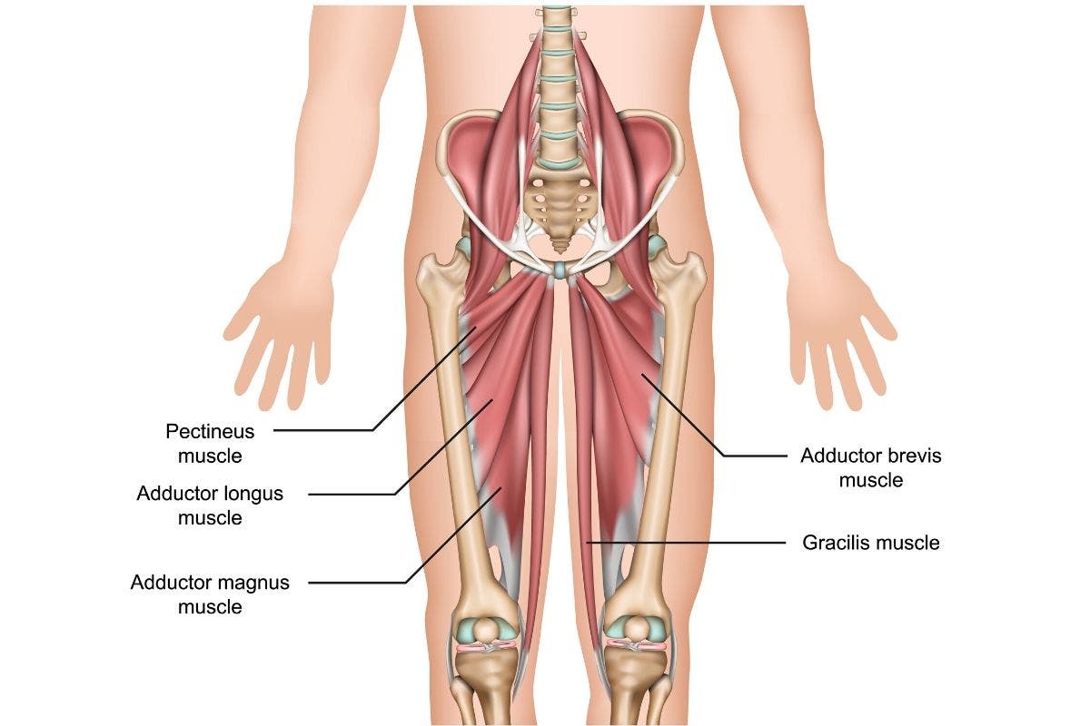 anatomy of the adductor muscles