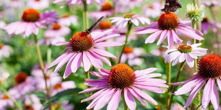 echinacea