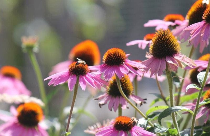 Echinacea