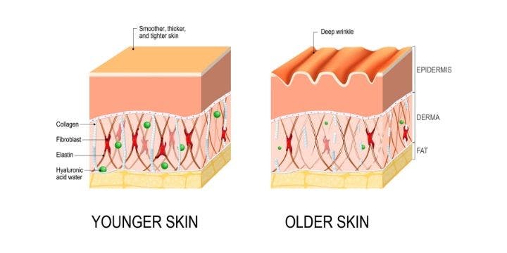 effects of collagen on the skin