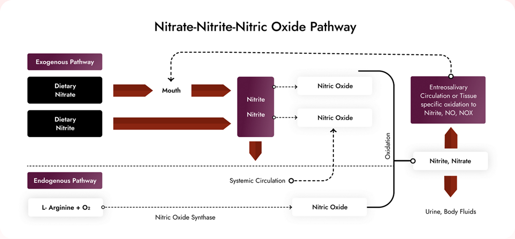 Nitrate-Nitrite-Nitric Oxide Pathway